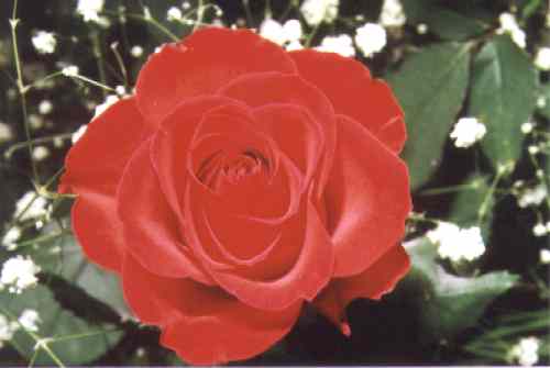 Rote Rose
